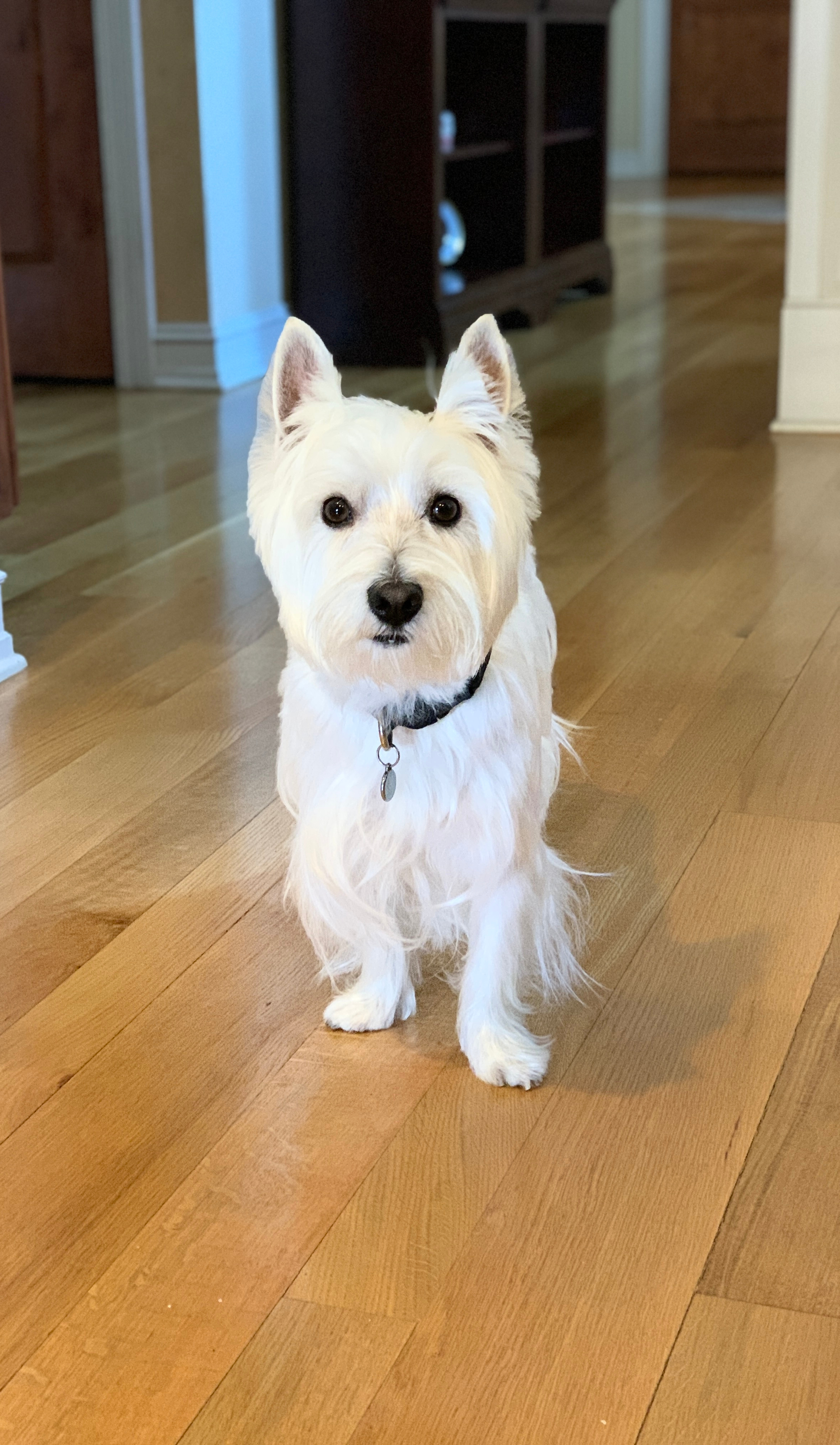 Mr Fitch the Westie.jpg