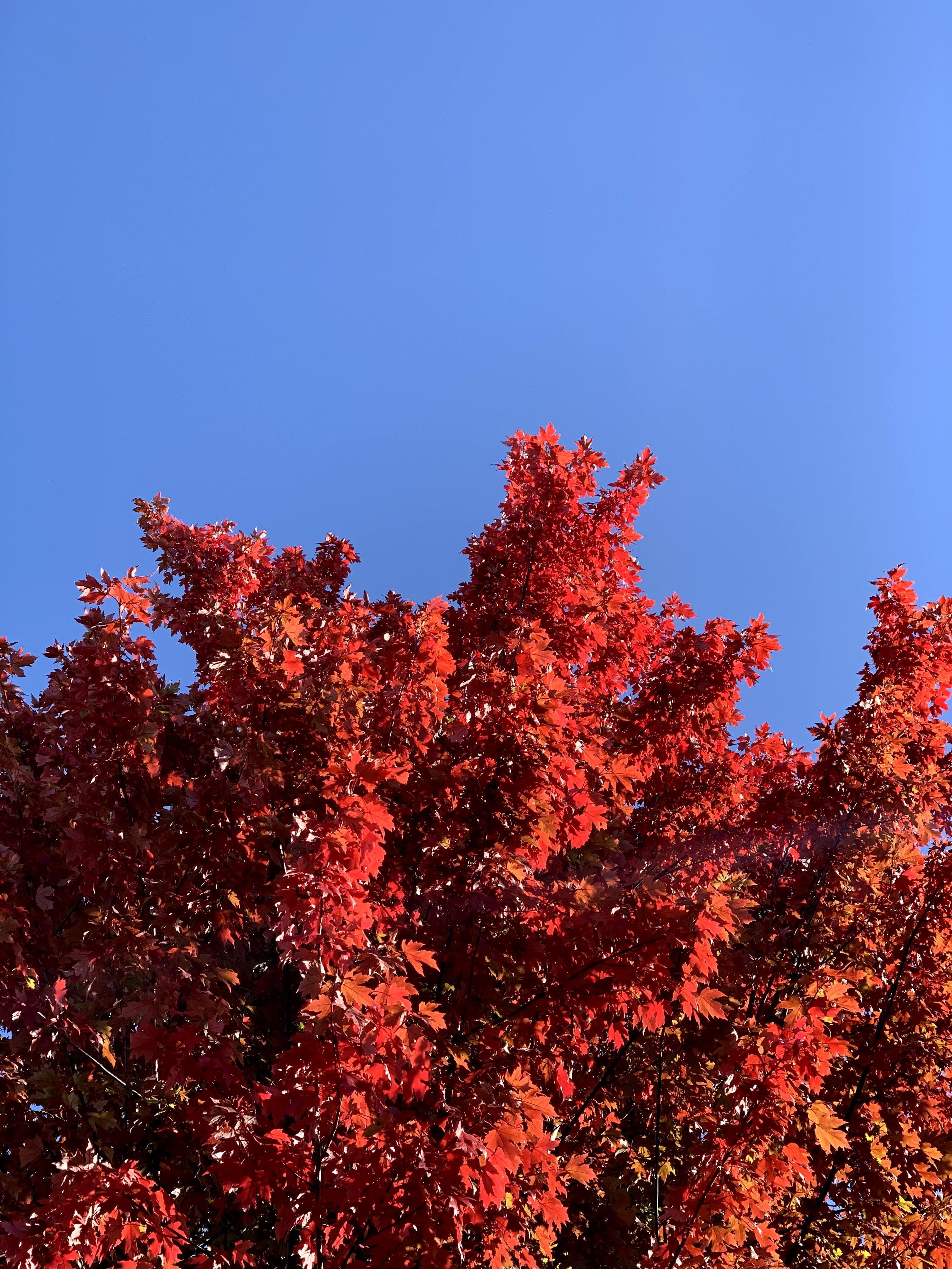 fall tree, sky